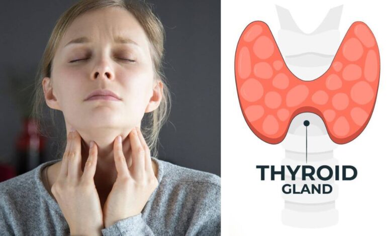 Understanding the Thyroid Gland: Its Functions and Disorders