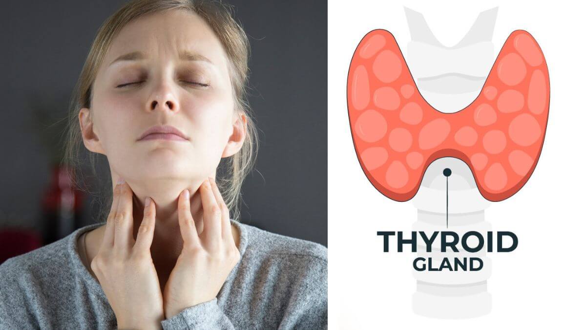 Understanding the Thyroid Gland: Its Functions and Disorders